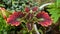 Coleus plant aka miana leaves pattern, top view