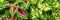 Coleus plant banner. Close up of variegated Coleus plants. Painted nettle, Flame nettle, decorative nettle.