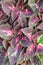 Coleus plant with brightly colored leaves. Patterned purple-green Coleus leaves background. Closeup