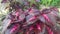 Coleus plant closeup video - beautiful leaf