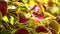 Coleus Plant Leaves Sunlit Garden Scenery Close Up