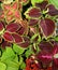 Coleus plant. A mixture of colors. Colorful leaves. Wizard Coral Sunrise. Sunrise Coleus. Assortment of potted house plants. Burgu