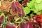 Coleus plant. A mixture of colors. Colorful leaves. Wizard Coral Sunrise. Sunrise Coleus. Assortment of potted house plants. Burgu