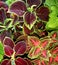 Coleus plant. A mixture of colors. Colorful leaves. Wizard Coral Sunrise. Sunrise Coleus. Assortment of potted house plants. Burgu