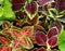 Coleus plant. A mixture of colors. Colorful leaves. Wizard Coral Sunrise. Sunrise Coleus. Assortment of potted house plants. Burgu