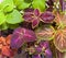 Coleus plant. A mixture of colors. Colorful leaves. Wizard Coral Sunrise. Sunrise Coleus. Assortment of potted house plants. Burgu