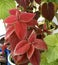 Coleus plant. A mixture of colors. Colorful leaves. Wizard Coral Sunrise. Sunrise Coleus. Assortment of potted house plants. Burgu