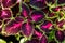 Coleus plants with colorful leaves