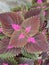 Coleus  plants are eye-dazzlers and easy-going with impossibly colorful leaves.
