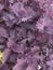 Coleus plants that have purple leaf color variations