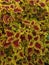 Coleus plants that have yellow and red leaf color variations