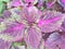 Coleus plants/ purple & Green leaves