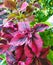 Coleus plants on the window. Various varieties of Coleus. Growing flowers. Blooming windowsill. Floriculture, horticulture. Beauti