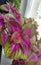 Coleus plants on the window. Various varieties of Coleus. Growing flowers. Blooming windowsill. Floriculture, horticulture. Beauti