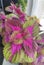 Coleus plants on the window. Various varieties of Coleus. Growing flowers. Blooming windowsill. Floriculture, horticulture. Beauti