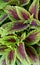 Coleus Purple &Green