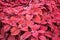 Coleus- red leaf foliage background