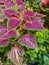 Coleus scutellarioides colorful leaves plant.