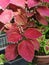 Coleus scutellarioides colorful leaves plant.