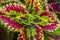 Coleus Solenostemon Plectranthus scutellarioides