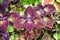 Coleus Solenostemon scutellarioides