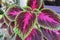 coleus - Three colours plant