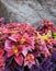 Coleus and tradescantia near the stone