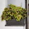 Coleus in the tub decorates the wall of a residential building