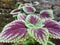 Coleus  Victorian Flower