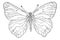 Colias butterfly - B&W hand drawn illustration. Available as vector.