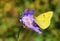 Colias croceus , clouded yellow butterfly