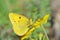 Colias croceus , clouded yellow butterfly on flower