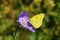 Colias croceus , clouded yellow butterfly on purple pincushion flower