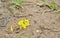 Colias erate yellow butterfly crowd crawling on sand ground in forest