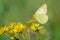 Colias hyale