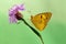 A  Colias hyale sits on a summer day on a pink field flower