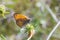 Colias myrmidone orange butterfly sitting on white wildflower