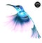 Colibri Bird. Bright vector illustration of exotic flying humming bird on white background