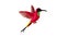 Colibri bird icon animation