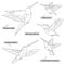 Colibri birds, real latin names. Black lines, contour style. Illustration can be used for coloring books