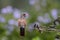 Colibri de Vientre Rufo Amazilia amazilia