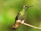 Colibri on a twig