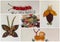 Collage of 5 photos, children`s craft from autumn natural materials, insects,