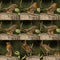 Collage with 9 photos of a robin specimen photographed in Spain
