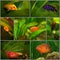 Collage: African cichlid in the aquarium