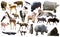 Collage with African mammals and birds