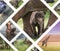 Collage of Animals from Tanzania - travel background (my photos)