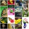 Collage Of Australian Flora And Fauna