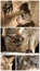 Collage Of Australian Wallabies