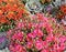 Collage of Autumn Flowers with vibrant Pink and Orange Chrysanthemums and Flowering Cabbage